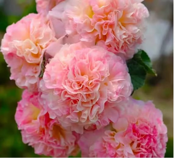 PollinatorPride - Double Hollyhock Seeds – Pink (300 Seeds)