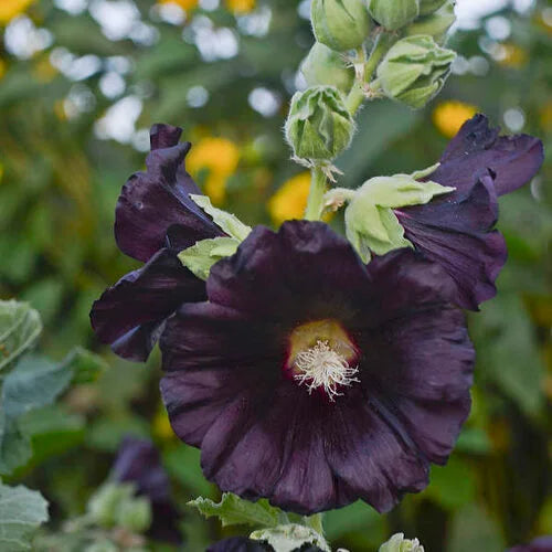 BloomMajesty – Premium Double Hollyhock Seeds – image 25