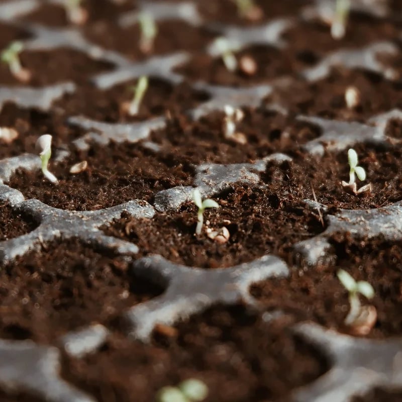 NatureSprout – Organic Coconut Coir for Lush Gardens – image 10