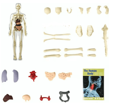 SmartSkeleton – Fun Stem Anatomy Model for Kids – image 11