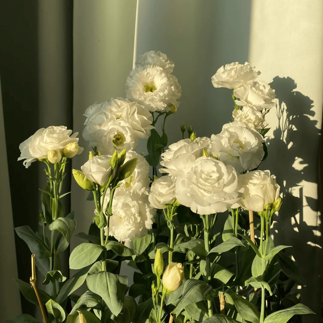 BloomRidge – Hardy Perennial Lisianthus Seeds – image 45