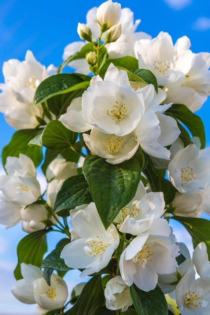 BloomWhisper – Frost-Hardy Jasmine Seeds – image 5