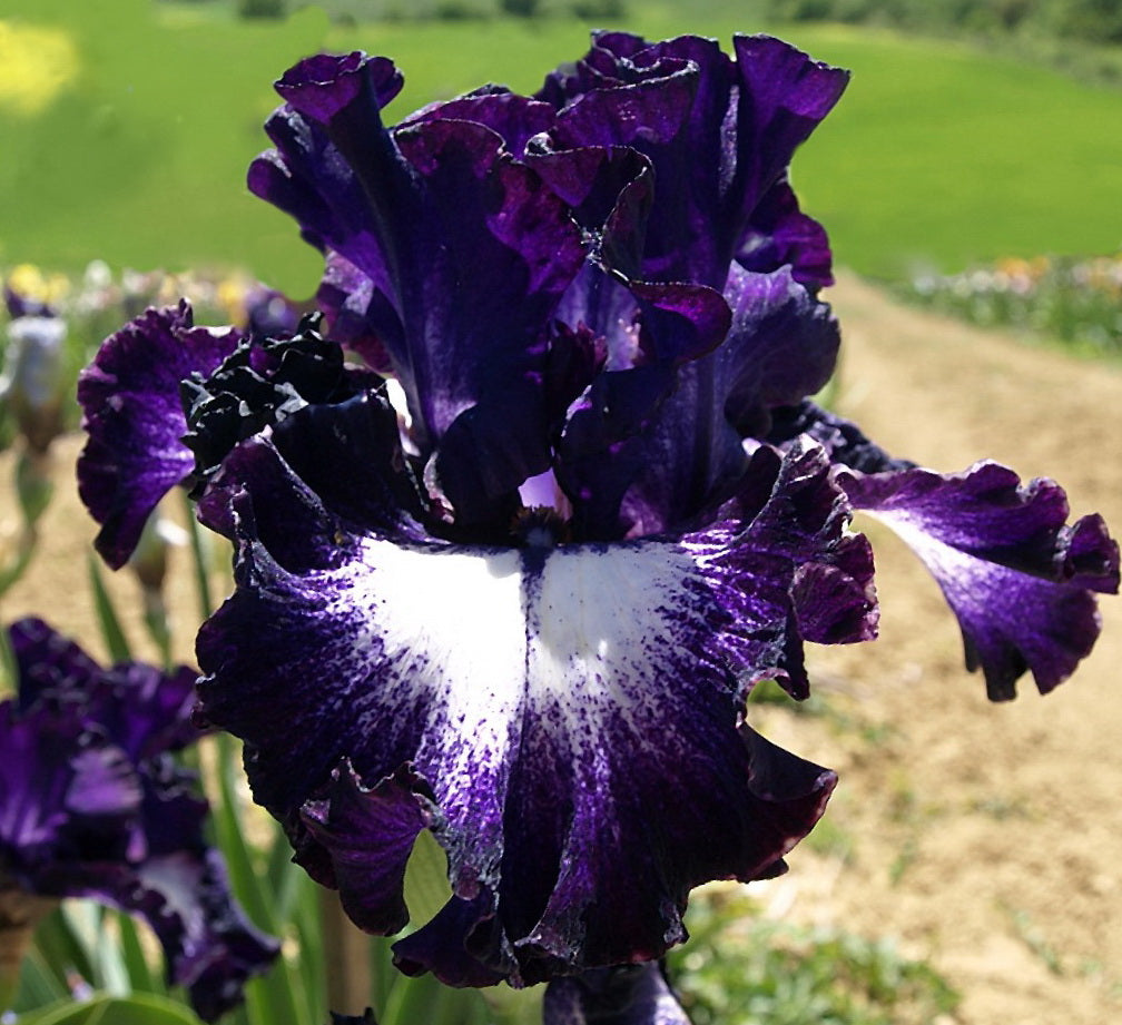 BloomAura – Exotic Tall Bearded Iris Flower – Violet / 2 Iris Rhizomes