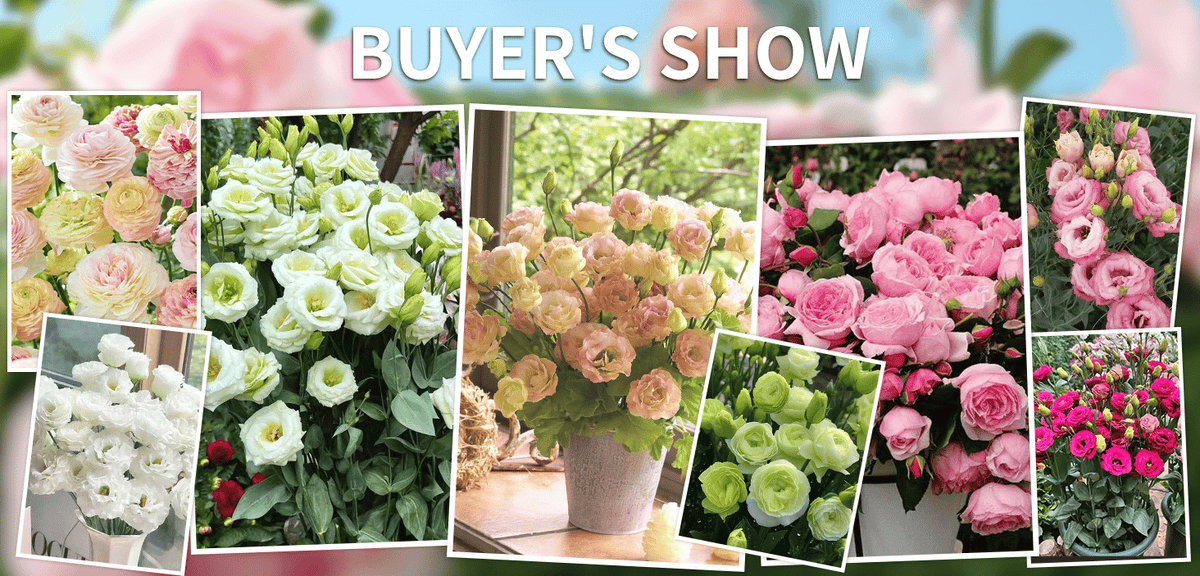 BloomRidge – Hardy Perennial Lisianthus Seeds – image 41