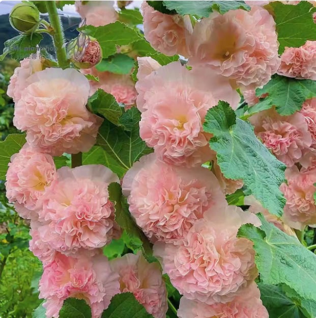 PollinatorPride - Double Hollyhock Seeds – image 8