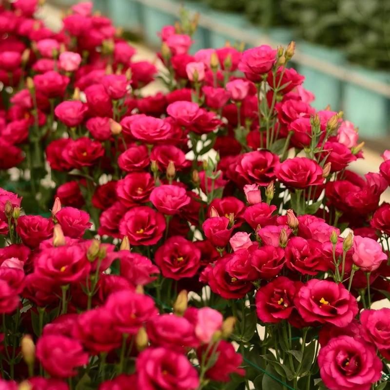 BloomRidge – Hardy Perennial Lisianthus Seeds – image 6