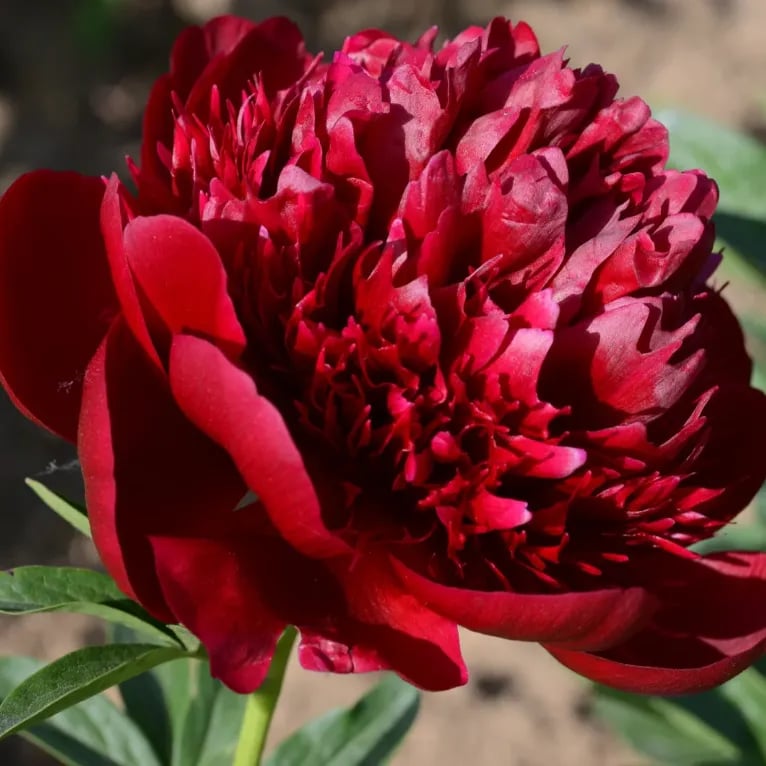 RoyalBloom - Luxurious Peony Flower Seeds | The Queen of Flowers – Red / 20 Seeds