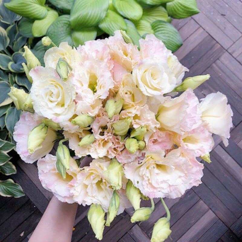 BloomRidge – Hardy Perennial Lisianthus Seeds – Champagne / 100 Seeds