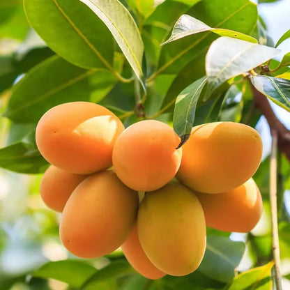 MangoMajesty – Tropical Grow Kit – Golden Mango / 10 Grains / Early Spring (Feb - Apr)