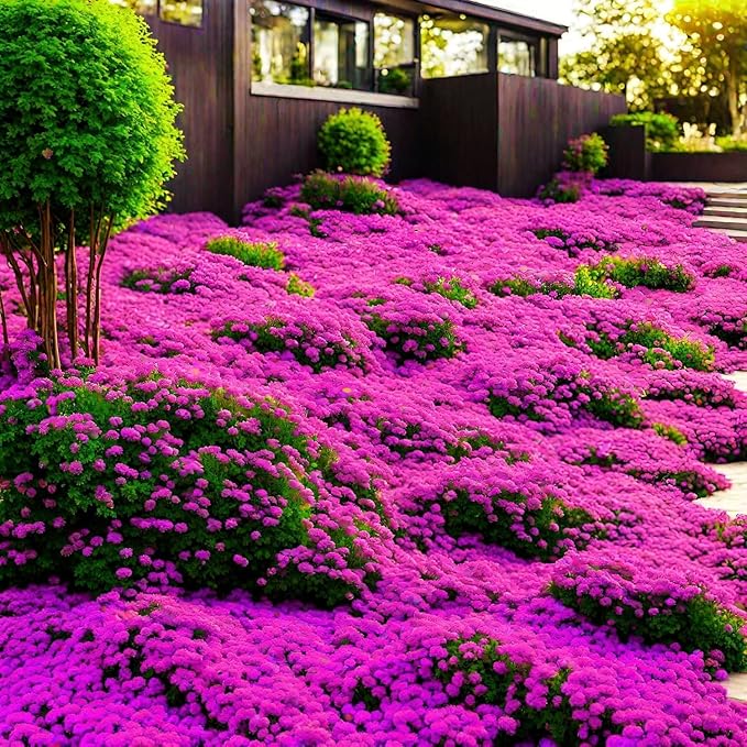 ThymeCreep – Optimal Ground Cover Seeds – image 15