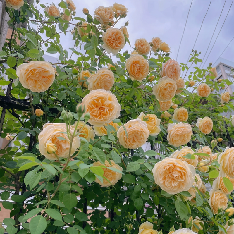 RoseCascade – Premium Climbing Rose Bulbs – image 6