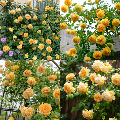 RoseCascade – Premium Climbing Rose Bulbs – Yellow / 2 Bulbs