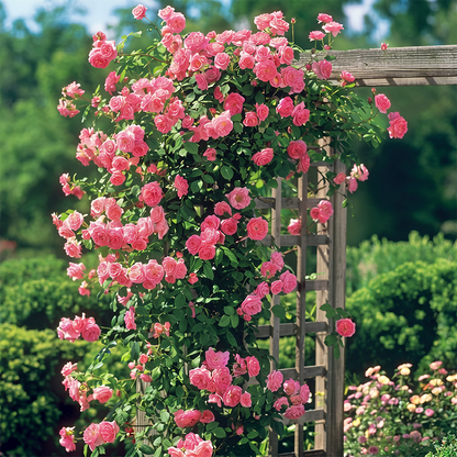 RoseCascade – Premium Climbing Rose Bulbs – Pink / 2 Bulbs