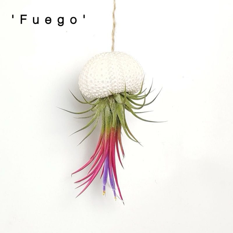 AquaBloom – Hanging Air Plant Jellyfish – Hanging - 'Fuego'