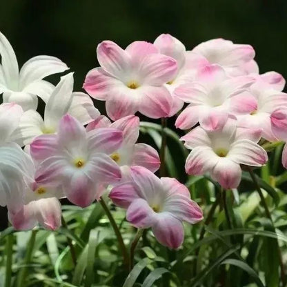 PetalBurst - Fast Bloom Flower Bulbs – image 7