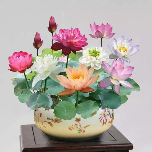 LotusBloom – The Sacred Bonsai Bowl Lotus Flower – Color mixing / 20 Seeds