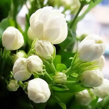 Bloomora – 100 Non-GMO Fragrant Climbing Jasmine Seeds – image 4