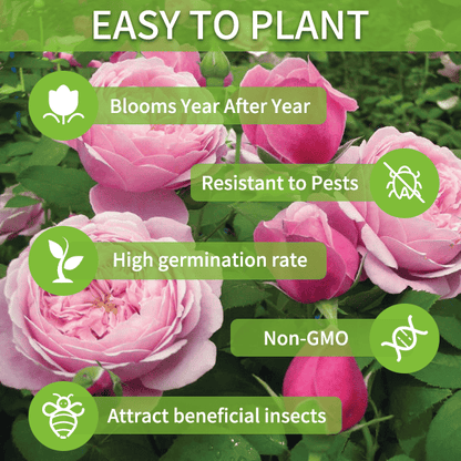 BloomRidge – Hardy Perennial Lisianthus Seeds – image 8