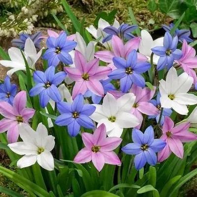 PetalBurst - Fast Bloom Flower Bulbs – image 10