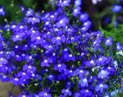 ThymeCreep – Optimal Ground Cover Seeds – image 7