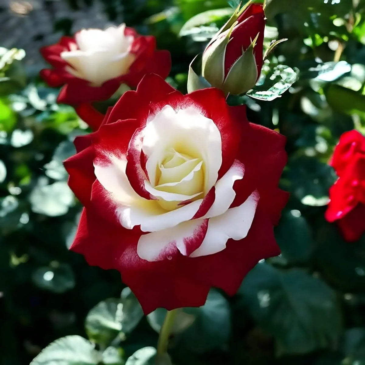 RoseLuxe – Rare Twin Red White Rose Flower Seeds – image 2