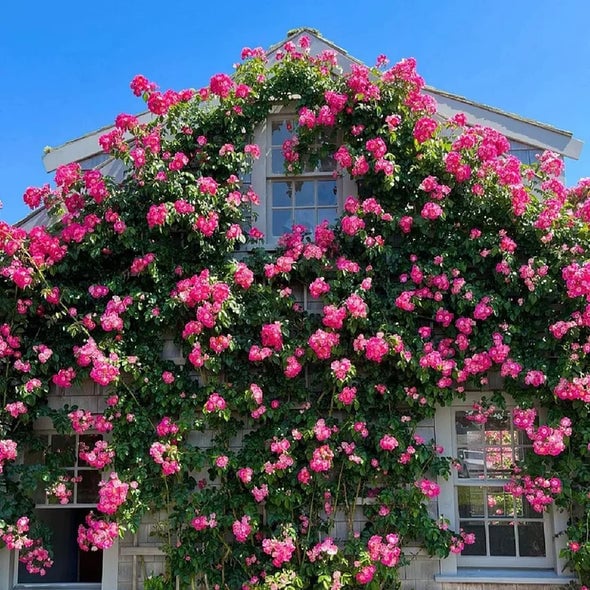 RoseCascade – Premium Climbing Rose Bulbs – image 14