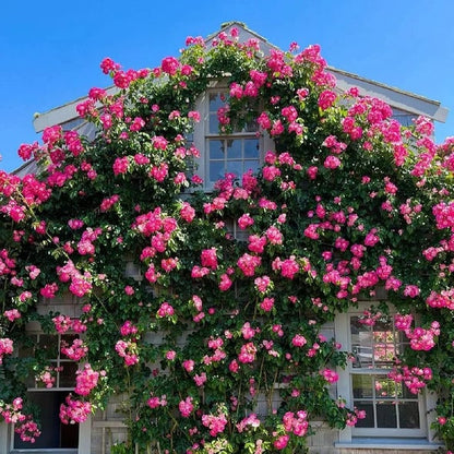RoseCascade – Premium Climbing Rose Bulbs – image 14