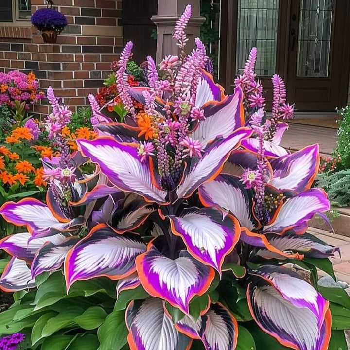 GardenÉlan – Rare Hosta Seeds for Home Gardens (100 Seeds) – Homeland