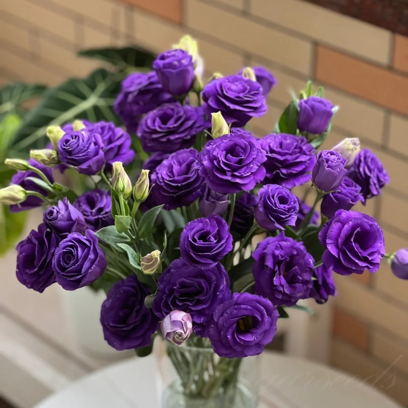 BloomRidge – Hardy Perennial Lisianthus Seeds – image 9