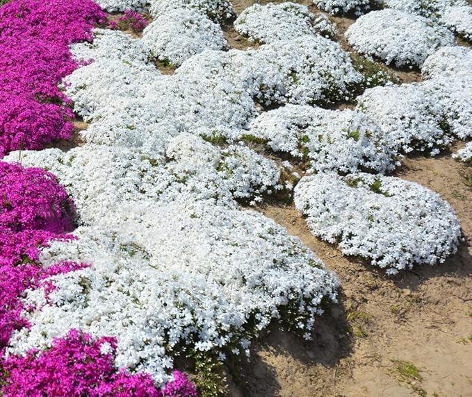 ThymeCreep – Optimal Ground Cover Seeds – image 3