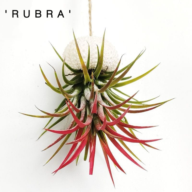AquaBloom – Hanging Air Plant Jellyfish – Hanging -'Rubra'