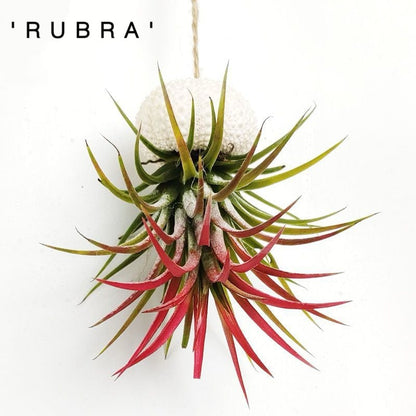 AquaBloom – Hanging Air Plant Jellyfish – Hanging -'Rubra'
