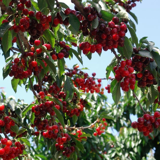 GardenDelight - Cherry Tree Kit – 50Pcs