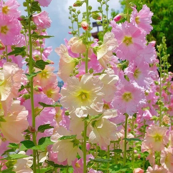 BloomMajesty – Premium Double Hollyhock Seeds – image 20