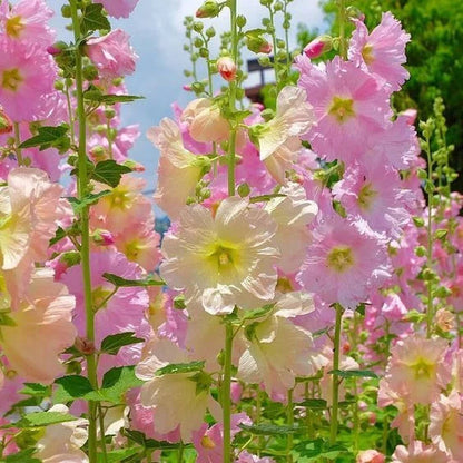 BloomMajesty – Premium Double Hollyhock Seeds – image 20