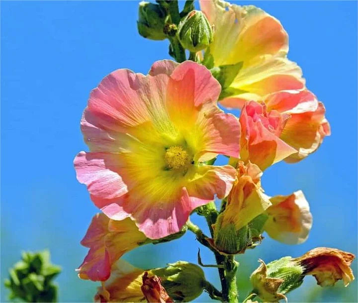 BloomMajesty – Premium Double Hollyhock Seeds – Hollyhock lcea Althea Rosea / Starter Bundle (2 Plants)