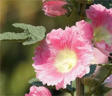 BloomMajesty – Premium Double Hollyhock Seeds – image 24