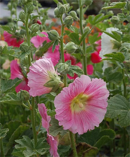 BloomMajesty – Premium Double Hollyhock Seeds – image 16