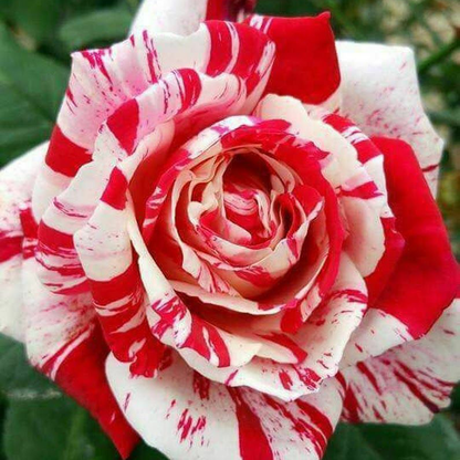 RoseLuxe – Rare Twin Red White Rose Flower Seeds – 100Pcs