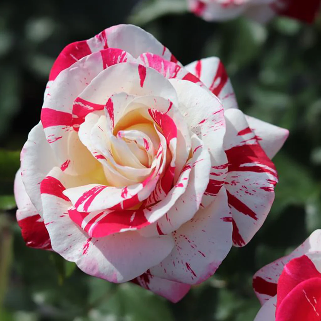 RoseLuxe – Rare Twin Red White Rose Flower Seeds – 20Pcs