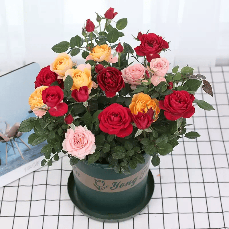 BloomVine – Beautiful Climbing Rose Seeds – image 6