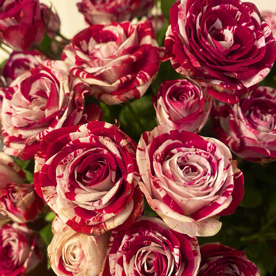 RoseLuxe – Rare Twin Red White Rose Flower Seeds – 200Pcs