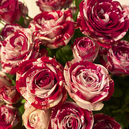 RoseLuxe – Rare Twin Red White Rose Flower Seeds – 200Pcs