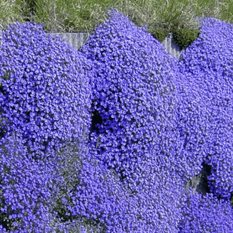 ThymeCreep – Optimal Ground Cover Seeds – Blue / 100 seeds