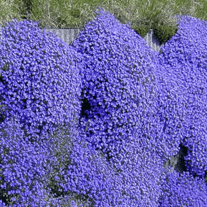 ThymeCreep – Optimal Ground Cover Seeds – Blue / 100 seeds