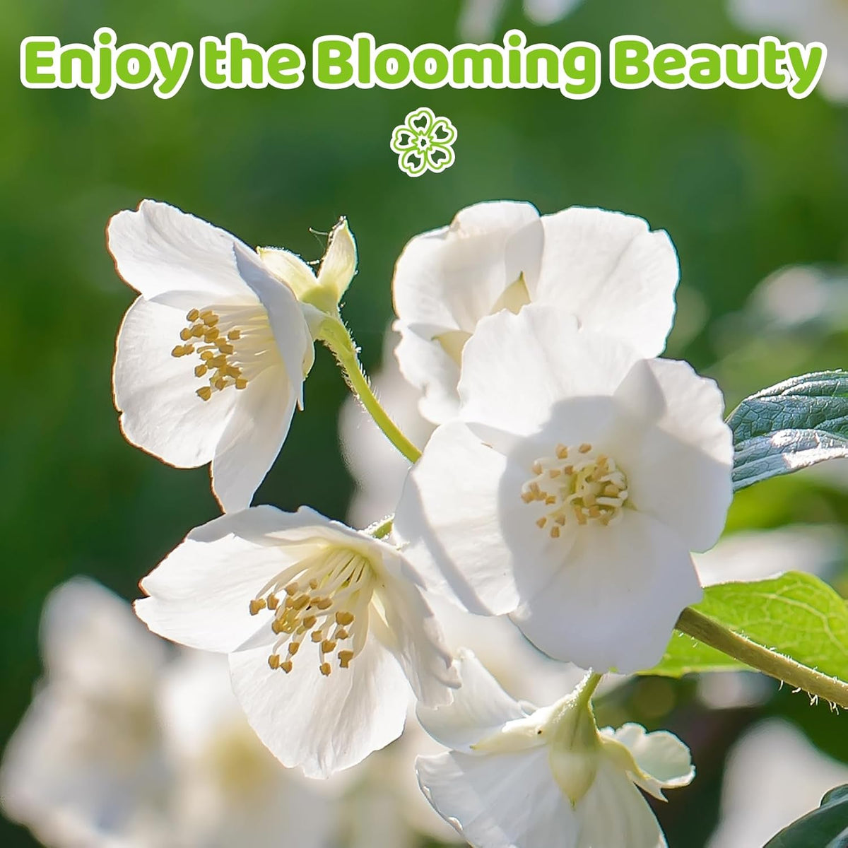 BloomWhisper – Frost-Hardy Jasmine Seeds – image 2