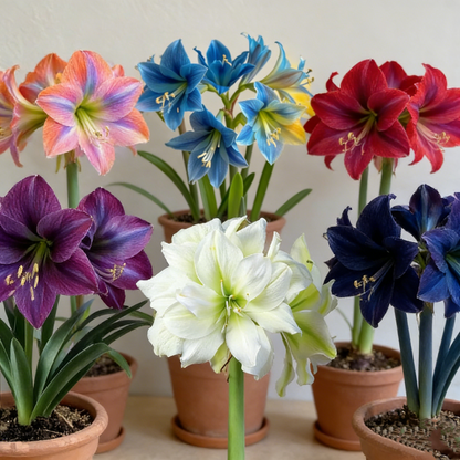 FloraCrown – Luxury Flower Bulbs – image 2