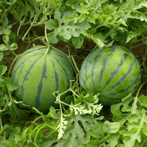 SeedHarvest – Heirloom Non-GMO Watermelon Seeds (50/100PCS) – image 3