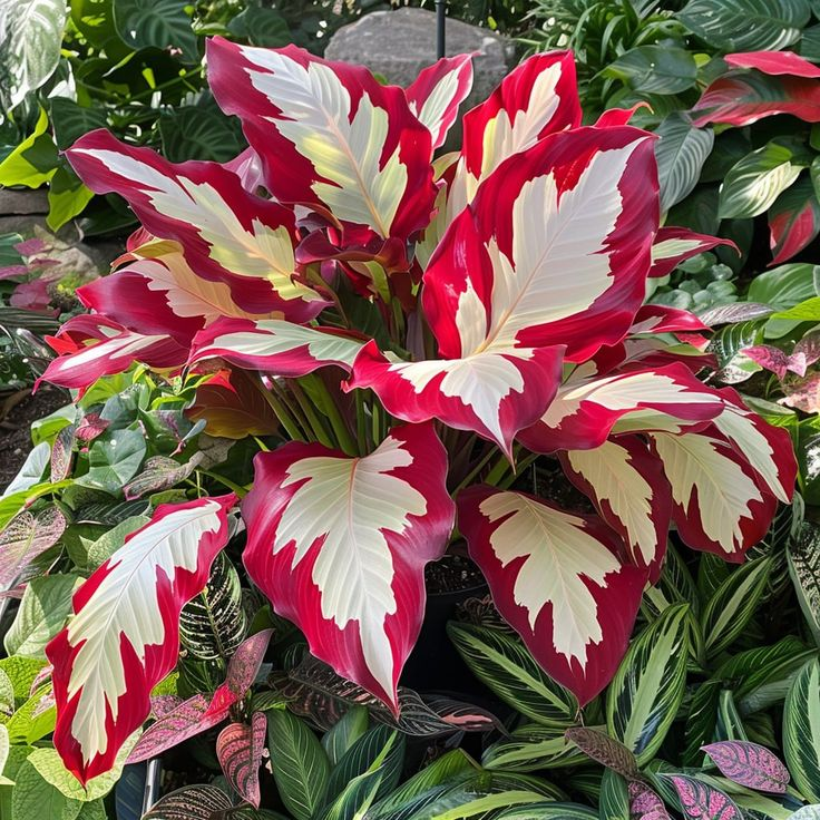 ScentedBliss - Long-Blooming Lily Bulbs – Crimson Frost / 2 bulbs