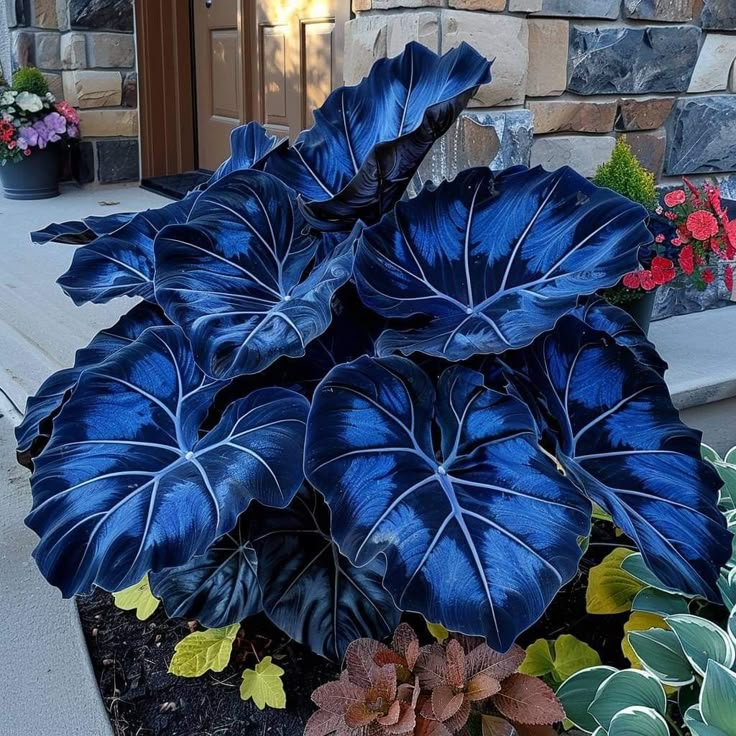 ScentedBliss - Long-Blooming Lily Bulbs – Midnight Sapphire / 2 bulbs